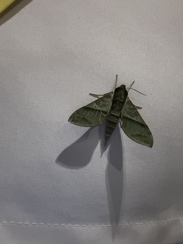 Xylophanes tyndarus