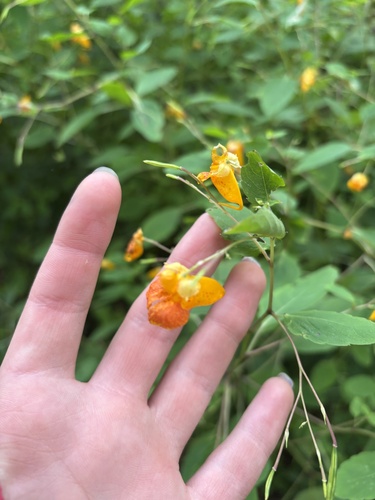 common jewelweed