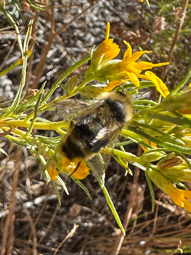 iNaturalist observation photo of Bumble Bees