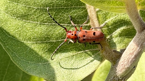 Red-femured Milkweed Borer
