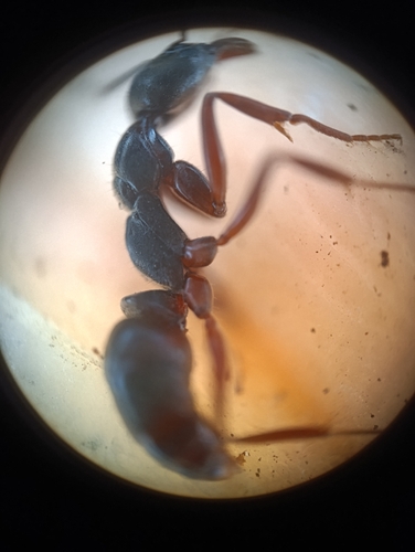 Mayaponera constricta