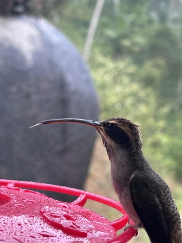 Scale-throated Hermit