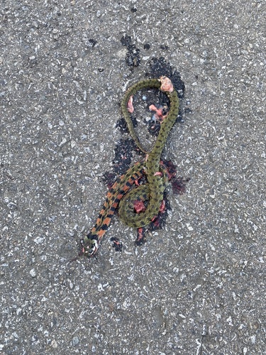 Chinese Tiger Keelback