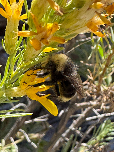 iNaturalist observation photo of Bumble Bees