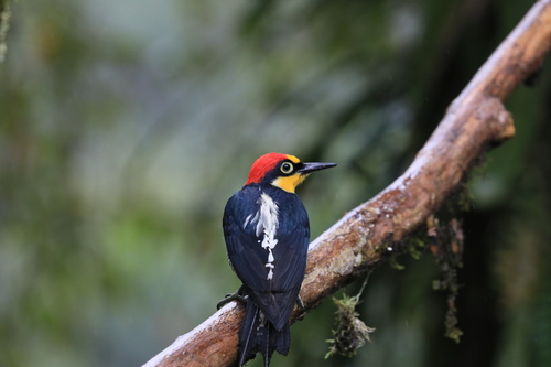 Yellow-fronted Woodpecker