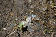 Euphilotes bernardino