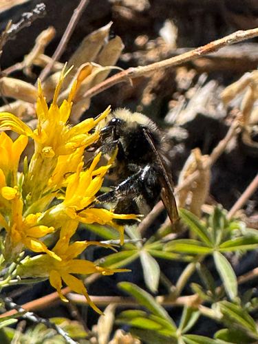 iNaturalist observation photo of Bumble Bees