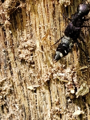 Platydracus violaceus