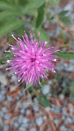 black knapweed