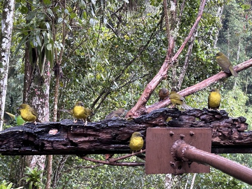 Olive-green Tanager