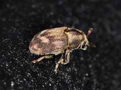 Hylesinus