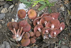 Tubaria vinicolor
