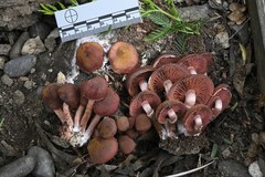 Tubaria vinicolor