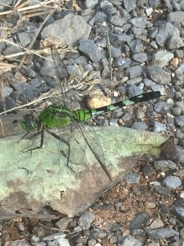Eastern Pondhawk