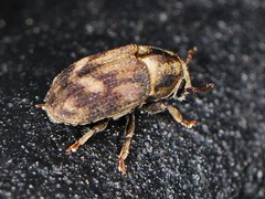 Hylesinus