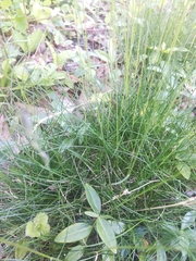 Festuca filiformis