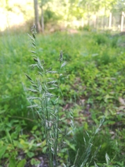 Festuca filiformis