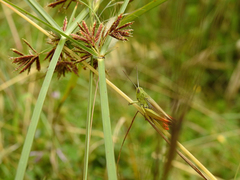 Chorthippus apicalis