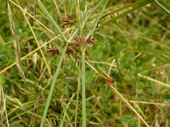 Chorthippus apicalis