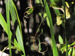 Dracophyllum elegantissimum