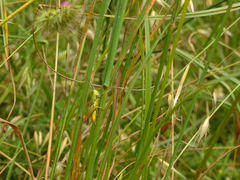 Chorthippus apicalis