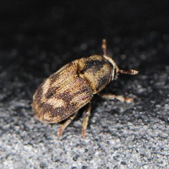 Hylesinus