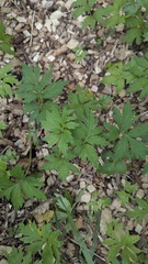 Hydrophyllum virginianum, photograph (c) treelogical, some rights reserved (CC BY)