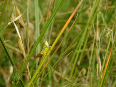Chorthippus apicalis