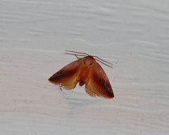 Tortricidia testacea