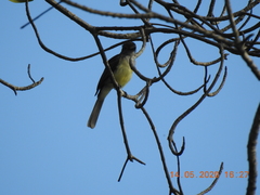Myiarchus panamensis