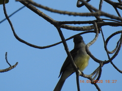 Myiarchus panamensis