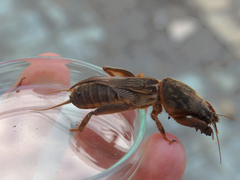 Gryllotalpa vineae
