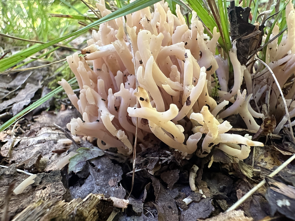 Smoky Spindles · September 2026 · photo: Photo: (c) Richard Jacob, some rights reserved (CC BY) · iNaturalist