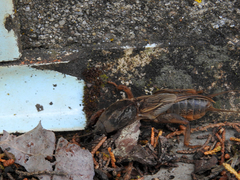 Gryllotalpa vineae