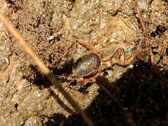 Gryllotalpa vineae
