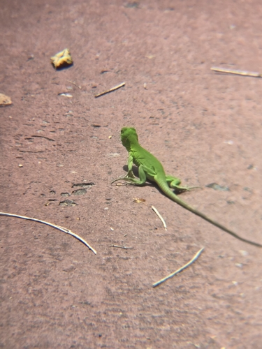 Western Spiny-tailed Iguana (Ctenosaura pectinata)