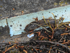 Gryllotalpa vineae