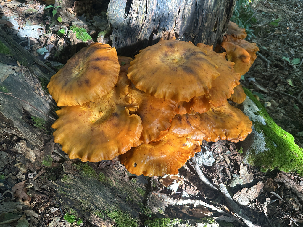 Eastern American jack-o'-lantern · September 2026 · photo: Photo: (c) Richard Jacob, some rights reserved (CC BY) · iNaturalist