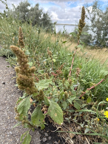Redroot Amaranth