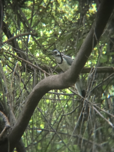 White-throated Magpie-Jay (Cyanocorax formosus)