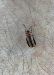 Kuschelina miniata