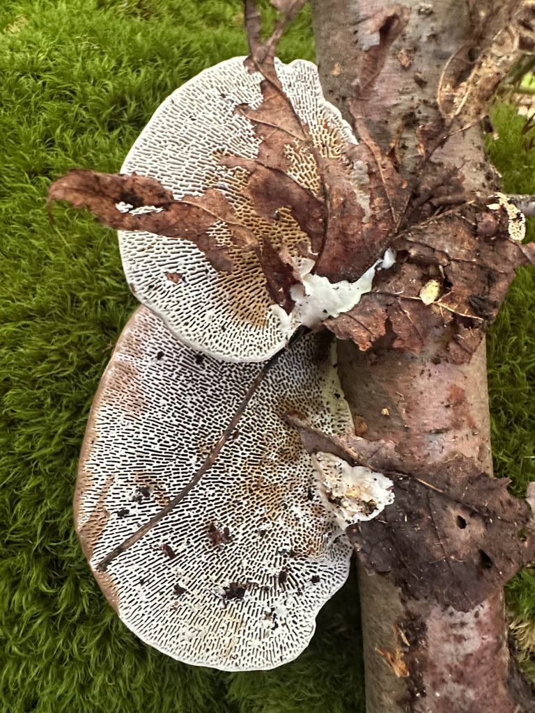 Thin-walled Maze Polypore · September 2026 · photo: Photo: (c) Richard Jacob, some rights reserved (CC BY) · iNaturalist