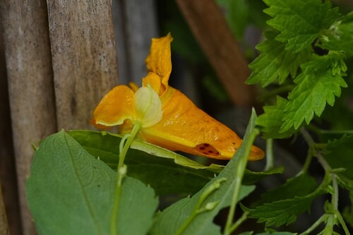 common jewelweed