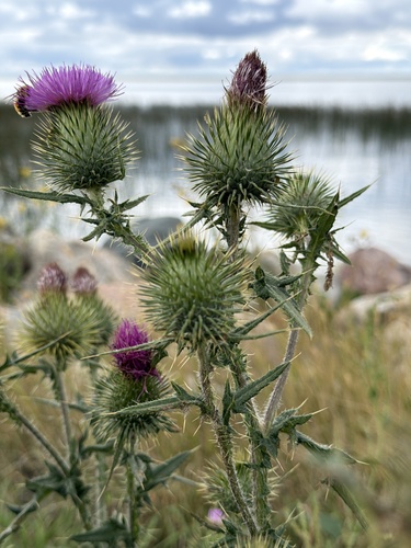 Bull Thistle