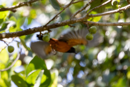 Pitohui dichrous observed 2026-07-11