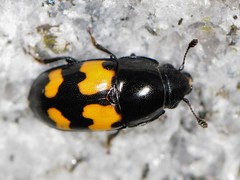 Glischrochilus fasciatus