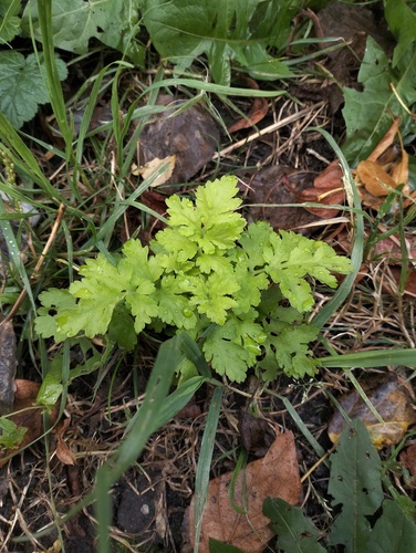Наблюдение на iNaturalist