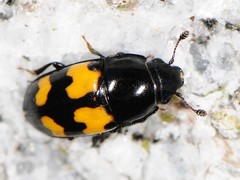 Glischrochilus fasciatus