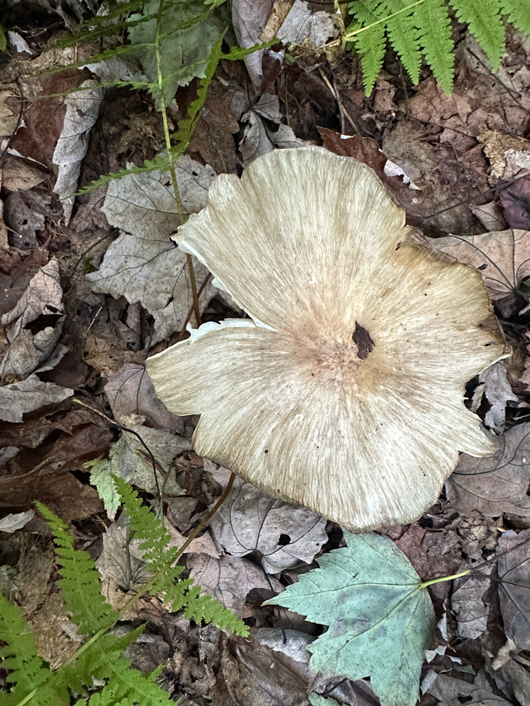 Eastern American Platterful Mushroom · September 2026 · photo: Photo: (c) Richard Jacob, some rights reserved (CC BY) · iNaturalist