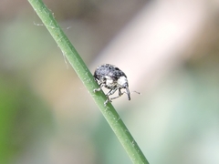 Cionus scrophulariae